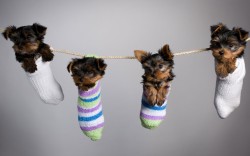 Sock puppets &hellip; er, PUPPIES!  :)    (Yorkshire Terriers)