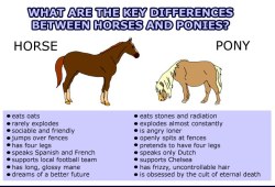 equine-awareness:  I know I’m such a Debbie downer but a lot of the time ponies act so aggressive and sour because they’re treated poorly because most of the people that handle them are young, inexperienced riders and horse handlers, especially small