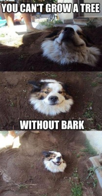 havexheart:  cory-doctorow:  did you bury your dog to make a shitty pun  But look how stoked the dog is 