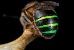 libutron:  Nomia iridescens a Bee with colourful abdominal stripes  This cool bee, scientifically named Nomia iridescens, belongs to the Halictidae Family, a cosmopolitan group commonly referred to as halictid bees and sweat bees. Nomia iridescens