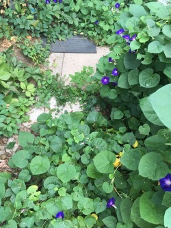 serendipitous-dream:  Morning glories, the glory of my life  9.24.2016