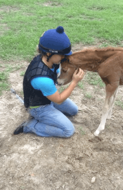 disgustinganimals:  princess-peachie:  gifsboom:  Baby Horse Insists on Cuddling with Girl. [video]  ;x;  this human just got tossedthis is why i teach MMA to the neighbors’ kidssmh   OMG too cute! ;w; &lt;333