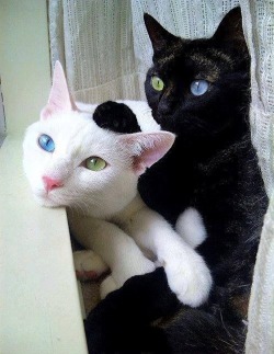 sophisticaldilettante:samuel-nolan:  thebobblehat:  Those two are going to turn into some anime magical girl forms or something  These cats are total opposites and i need them.  Someone pls draw them 