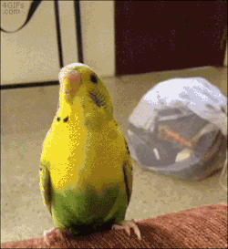 4gifs:  She gets excited about salad tong rides 