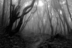 spells-of-life:  The “Blair Witch” Woods – made famous in the 1999 film The Blair Witch Project, the Black Hills woods near Burkittsville are reportedly home to the spirit of a woman named Elly Kedward, who in 1785 was banished to the woods after
