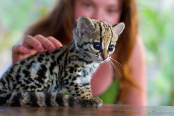 The eyes have it (baby Ocelot)