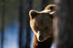 fuck-yeah-bears:  Brown Bear by Staffan Widstrand