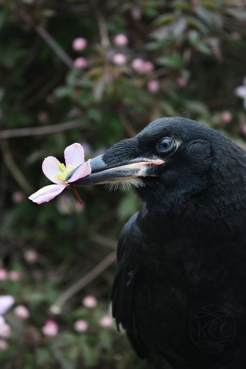 imsorrysonia: crows!!!! holding flowers!!!!! walking!!!!!! holding round things!!!