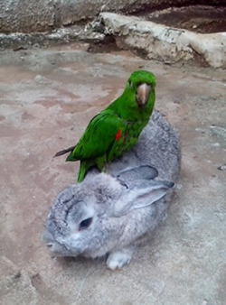 animals-riding-animals:parrot riding rabbit