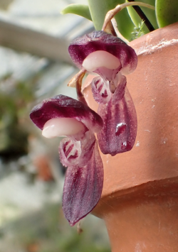 orchid-a-day:  Stelis carnosilabiaSyn.: Pleurothallis carnosilabia; Dracontia carnosilabia; Pleurothallis caligularisMay 12, 2019