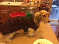chloesmallz:  My mom was afraid that my dachshund was too easy to be spotted by owls in our backyard, so my grandma made her a sweater so that the dog would look like a piece of grass. I don’t even know how to respond to my family anymore. 