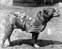 last-snowfall:  el-fridlo:  Sergeant Stubby, so named for his lack of a tail, was a stray pitbull found wandering Yale campus by some soldiers there during drill. &ldquo;He learned the bugle calls, the drills, and even a modified dog salute as he put