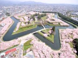 tokio-fujita:  Sakura full bloom in Goryokaku, Hakodate. Goryokaku was the last fortress of Shogunate army during Boshin War, and where Hijikata Toshizou rested. Now it’s this beautiful park.  