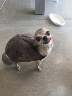 theawesomeadventurer:  what kind of turtle is this