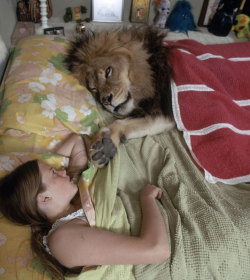 kiryuujoshua:  mycatissupernatural:  micachimba:  bunsen:  relationship goals  I want this life  Can you imagine if someone ever broke into their house and just saw a fucking lion  this isn’t cute, lions are wild fucking animals and should be /in the