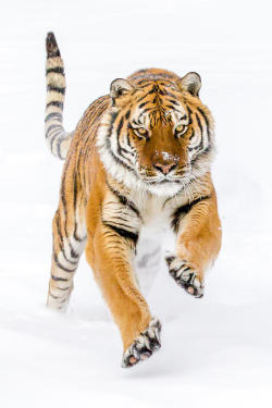 beautiful-wildlife:  Siberian Tiger by Mike Centioli