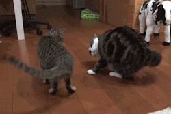 stonedpervert:  nnaffettss:  omg the little wiggle   It’s Maru and Hana. Maru is the chubby one. Best cat ever. Watch this video and see for yourself. 