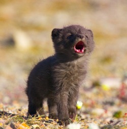 teratocybernetics:  lolcuteanimals:  Baby arctic fox calling.  IT IS SO LITTLE IT ONLY HAS THE TWO TEETH 