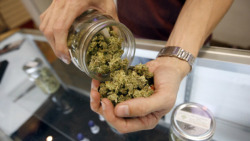 weedporndaily:  San Jose City Council Delays Vote On Medical Marijuana Dispensaries SAN JOSE (CBS) – Both sides in the debate over the future of medical marijuana dispensaries in San Jose filled city council chambers for a contentious meeting Tuesday