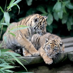 brookshawphotography:  Two gorgeous Sumatran Tiger Cubs at Chester Zoo… One looks like he’s nudging the other to play! :-) 