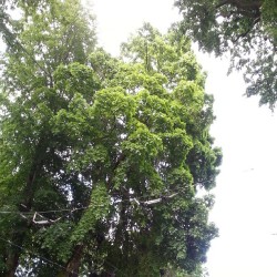 Big tree! #nature #nofilter