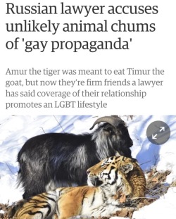 pornosophical:  copperbadge:  theactualcluegirl:  jazzminaveena:  it’s real omg  Whut?  “So which of you is the goat and which of you is the Russian tiger?”  just animals being pals   Which one of you eats the trousers in the relationship????? 