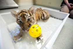 thebabyanimals:  beautiful blog full of baby animals!  Ermehgerd baby tiger!