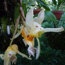 orchid-a-day:  Stanhopea embreeiJuly 30, 2019 