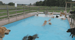 geographically-challenged:  cubebreaker:Thanks to the recent addition of their own 21x41ft pool, dogs at Lucky Puppy in Maybee, Michigan got to have their very own doggy pool party. I wonder if Kona would go in if he had all these dogs to play with? 