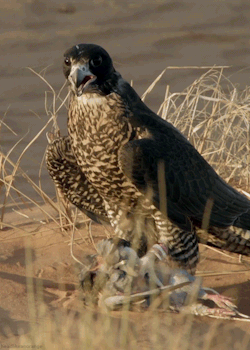 headlikeanorange:  A peregrine falcon (Wild Arabia - BBC)