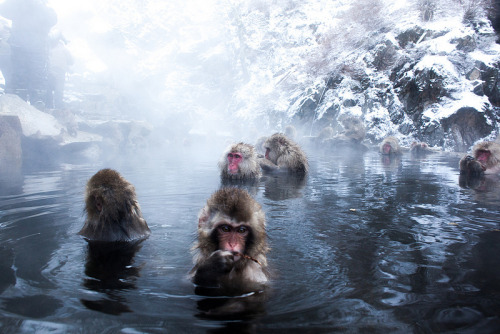 Snow monkeys jigokudani
