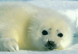 You had me at hello (Harp Seal pup)