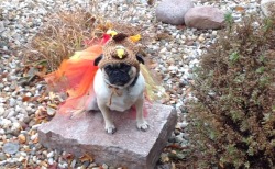 the-pugs-of-halloween:  jenihartford:  Turkey Pugs!  perfect! 