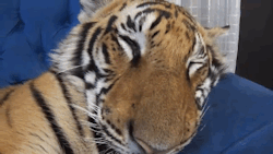 johnlockinthetardiswithdestiel:  izzetheking:  yigers:  animedads:  check out the way this dog’s eye’s open  this dog rocks  Thats not a fucking dog you idiots its a lion  it’s a tiger this post is a train wreck   Dog, lion&hellip;holy fuck, or