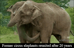 thinkveganworld:  Elephant hugs. 