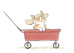 corgiaddict:  givenclarity:  my family corgi’s not doing so well. he can’t go on walks anymore but he does get little wagon rides instead  Cute little corgi in a wagon with a hat! So nice that the family corg is still getting out and about even if