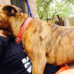 Is there a weight limit for lap dogs? #wannabelapdog