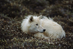 nubbsgalore:  photos by jim brandenburg, who spent three summers thirty years ago following a pack of arctic wolves on ellesmere island, near the north pole. the wolves, raised in the isolation of the high canadian arctic, had no instinctive fear of
