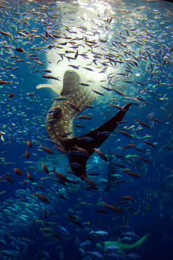   Whale Shark feeding ~ By Mario Gallucci 