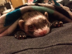 theinebriatedcat:  I haven’t posted anything in a very long while. Here’s a ferret. &lt;3   &lt; |3