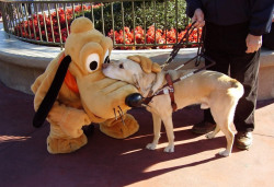 neonhoney-deactivated20170512: Guide dog meets special pal at Disneyland