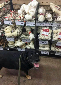 hissanm:  learningtoacceptchange: milkyloveclay:  thewolf-in-me:  tastefullyoffensive: “Are you seeing this sh*t, human?” (via convicttv) These chews are called rawhide chews, and please please PLEASE FOR THE LOVE OF GOD NEVER GET YOUR DOGS THESE!!