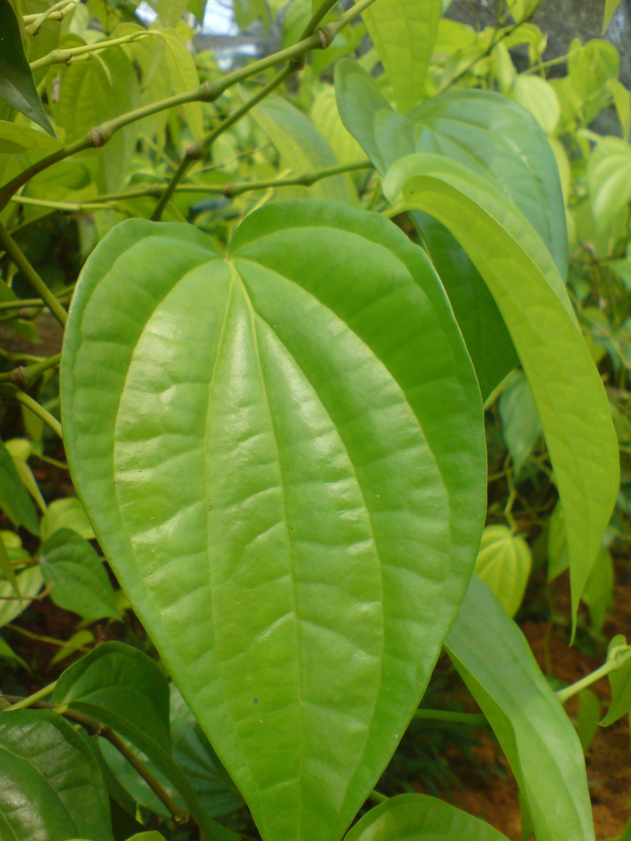 Melayu beralas daun
