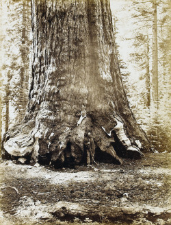 Carleton Watkins - Section of the Grizzly Giant, Mariposa Grove, No. 118, circa 1865-1870.