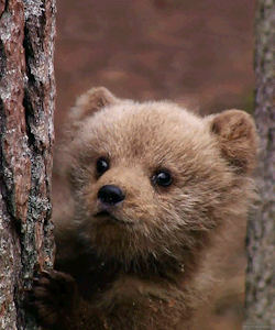 biomorphosis:  Baby brown bear. 