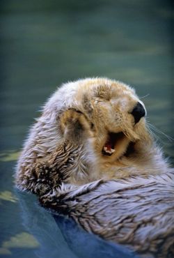 wildlifepower:   SEA OTTERS TIME!!! The sea otter (Enhydra lutris) is a marine mammal native to the coasts of the northern and eastern North Pacific Ocean. Adult sea otters typically weigh between 14 and 45 kg (31 and 99 lb), making them the heaviest