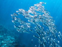 socialfoto:Mackerel swarm in the red sea Mackerel swarm in the red sea by julianaether
