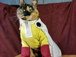 cat-cosplay:  ONE PUUUUUUUUUNCH!!!   Debuting our Saitama Cosplay from One Punch Man! (One Punch Cat!) 