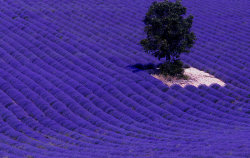 andromeda4002013:  lavender field    Take me hereCan you imagine the smell?