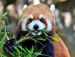 actuallycute:  野毛山動物園のレッサーパンダのキンタちゃん♀ (Red Panda of Nogeyama Zoo. She Name is Kinta. ) | Toshihiro Gamo